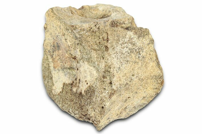 Hadrosaur (Edmontosaurus) Caudal Vertebra Centrum - Montana #331264